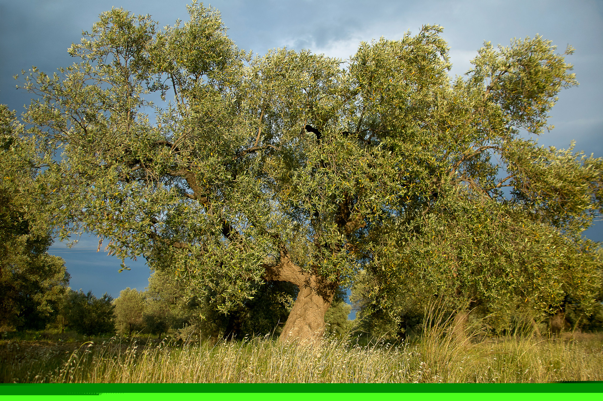 alter Olivenbaum auf Rhodos